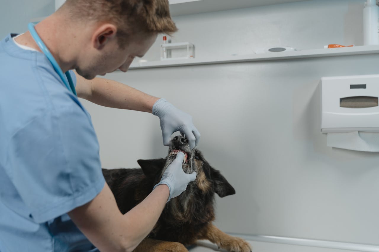 Mastering the First Impression: Your intriguing post title goes here A veterinarian examines a dog's teeth, showcasing pet healthcare and dental check-up in a clinic setting.