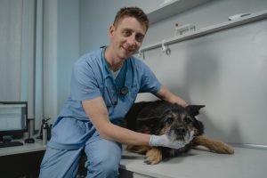Veterinarian conducting a health check on a black dog in a clinic.