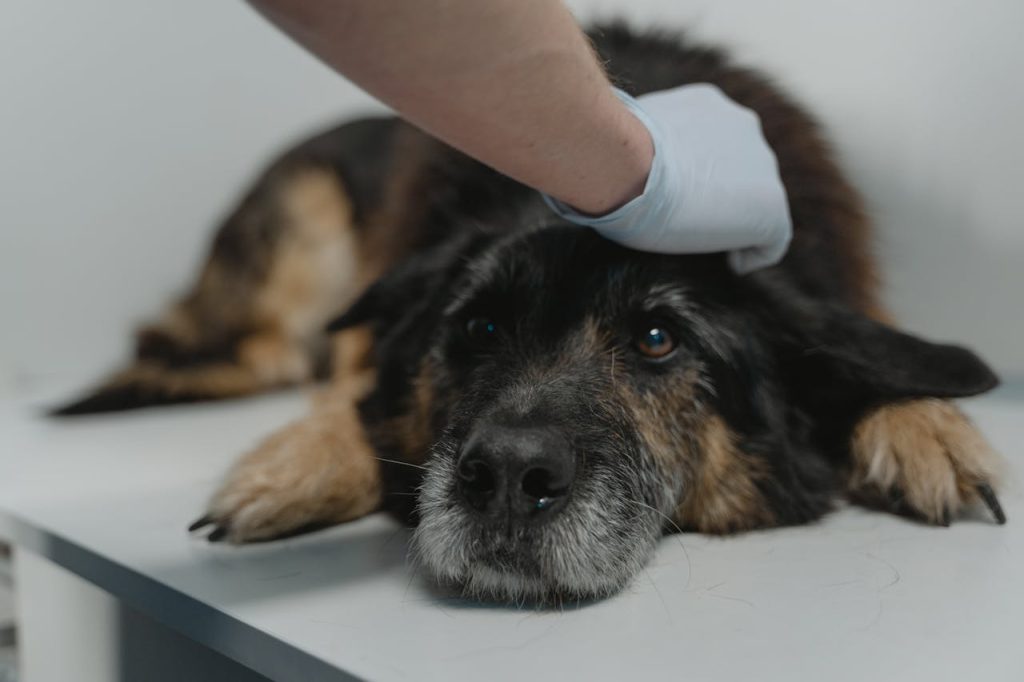 pexels photo 6235007 Close-up of a black dog being examined by a veterinarian wearing gloves.
