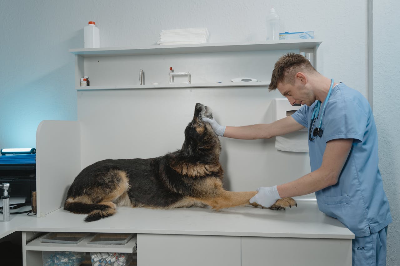 A veterinarian checks a German Shepherd dog in a sterile clinic environment.