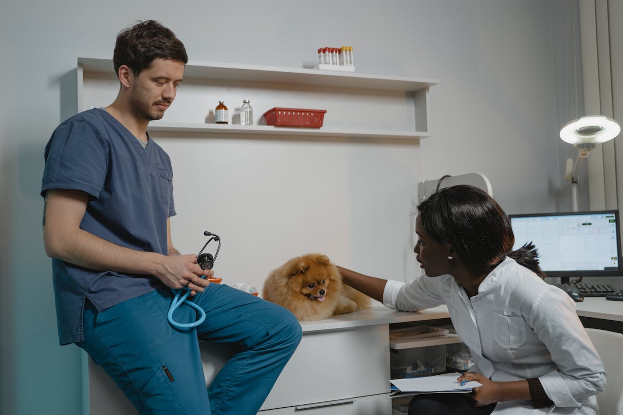 Veterinarian and assistant performing a check-up on a Pomeranian dog in a clinic room.